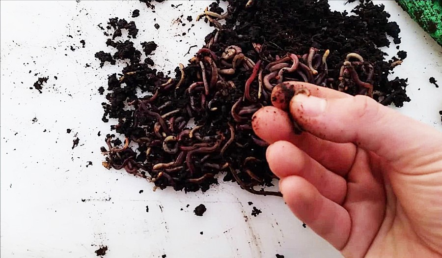 Картинка взята из Яндекс картинок 