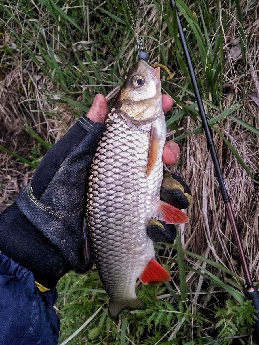 Голавль пойманный данным спиннингом!