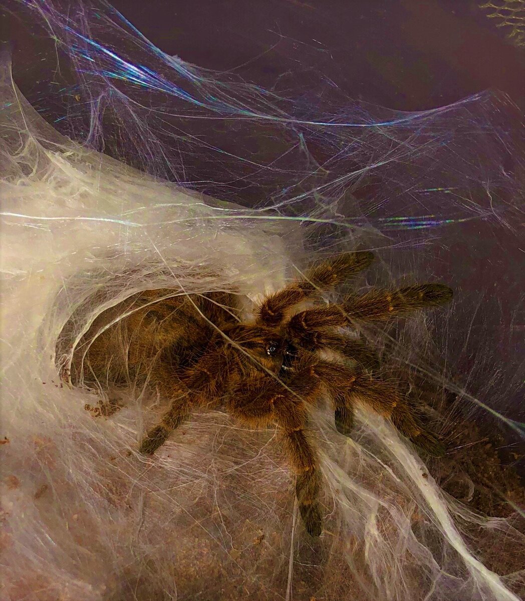 Опасная экзотика дома или Pterinochilus murinus. | 🕷LIFE OF SPIDERS🕷 |  Дзен