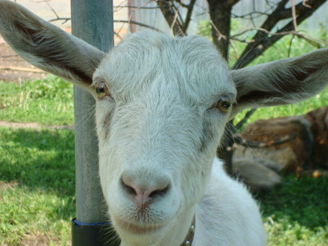 Подписывайтесь на канал, если вам интересно все о домашних животных.