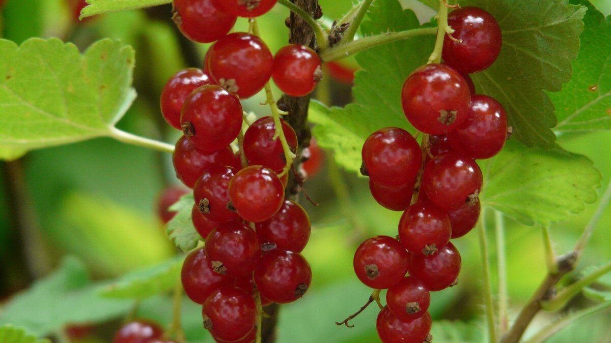 Красная смородина