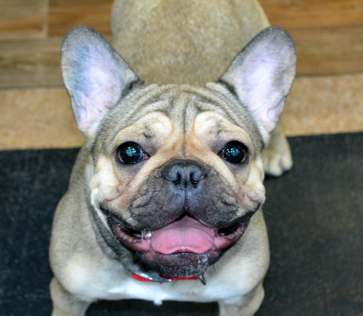 Фрея (игровые группы Догги-центра)