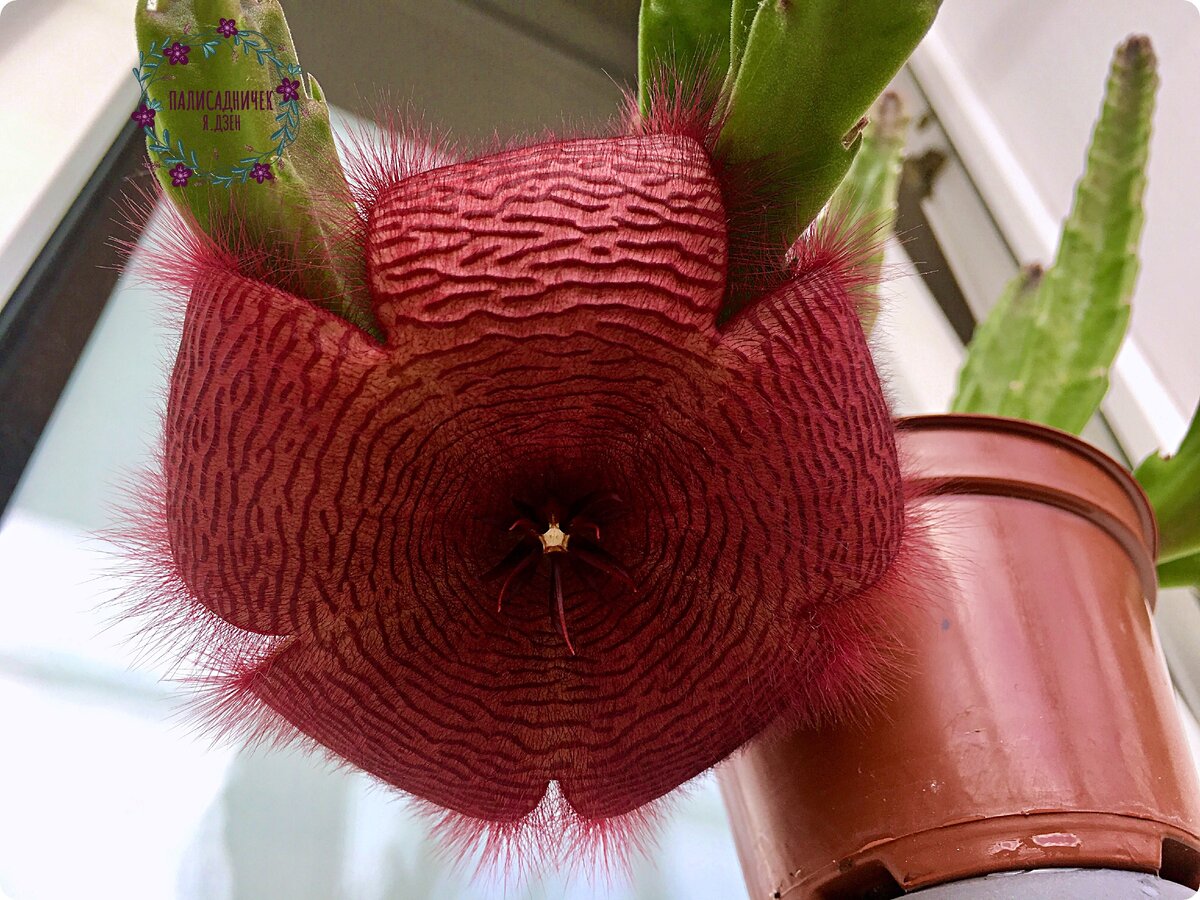 Красивые вон. Stapelia Rufa. Стапелия мухоловка ?. Стапелия полосатая. Стапелия бордовая.