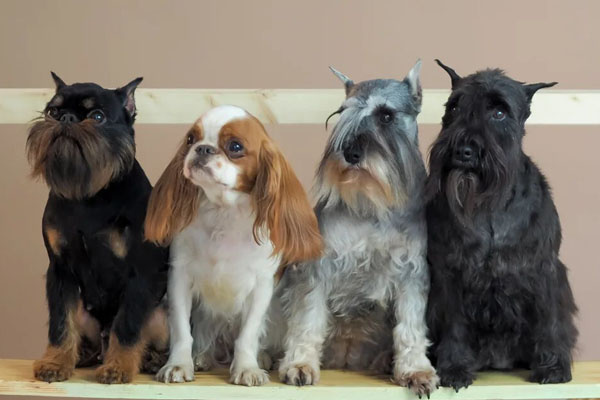 Бельгийский гриффон ЗЕМЛЯНИЧКА ЯГОДКА Х'ИТ УЛДУЗ, кинг чарльз спаниель ЮМА ЯХА Х'ИТ УЛДУЗ, цвергшнауцеры РУССКИЙ АССОРТИ'К БРАВА и ПАХЛАВА ПУРШЕЛЬ Х'ИТ УЛДУЗ.