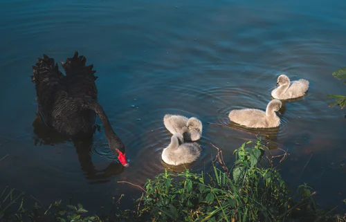 Черный лебедь Талеба. (https://unsplash.com/photos/pcK6Vgwaw88)