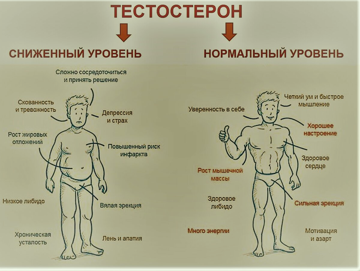 Исследование тестостерона и мифы о тестостероне