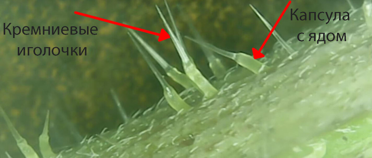 Причина по которой жалит крапива