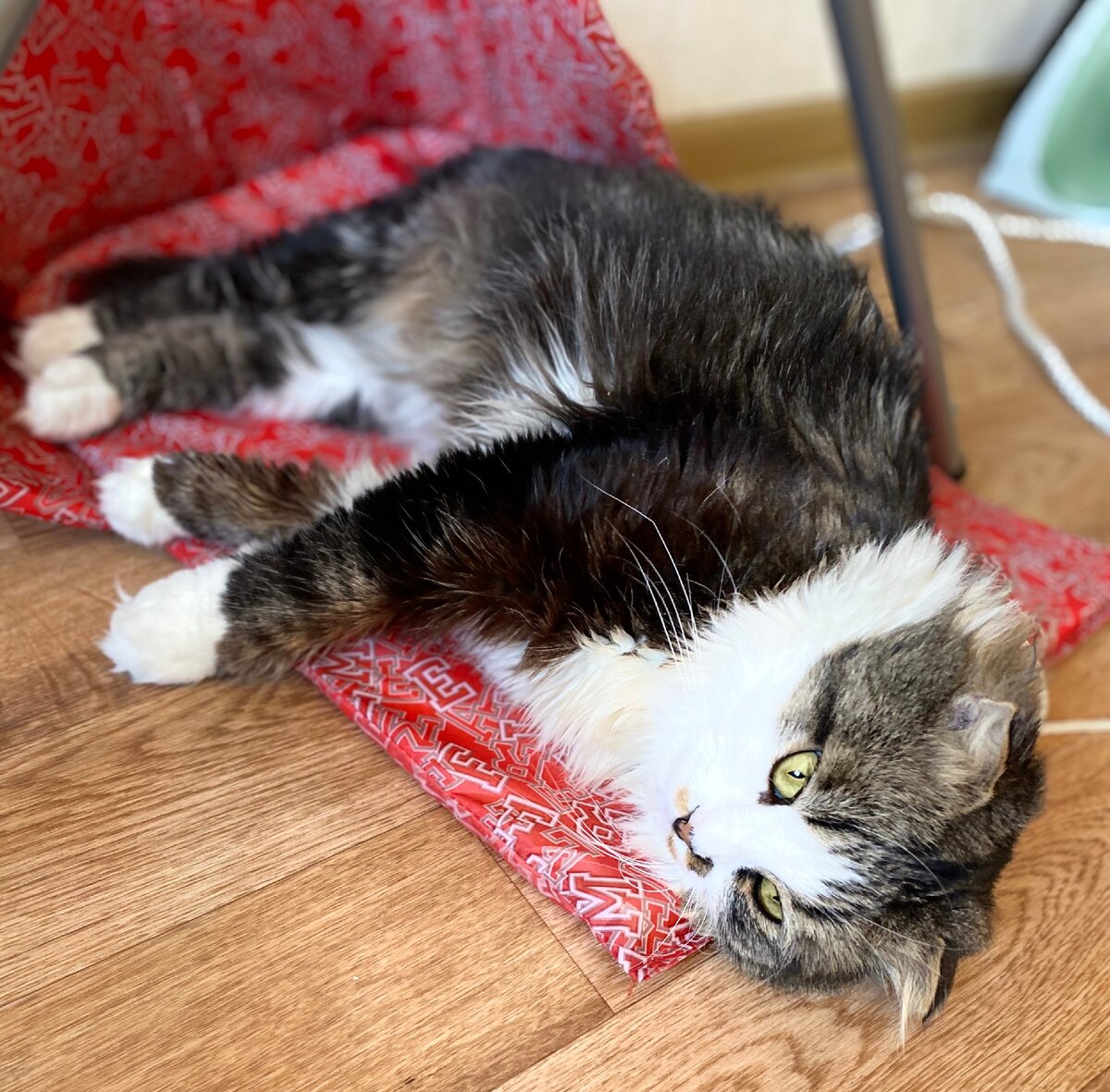 Кузяка обнимака дзен. Кузяка музыка. Кузяка дзен кот. Кузяка дзен кот. Кузяка дзен кот.