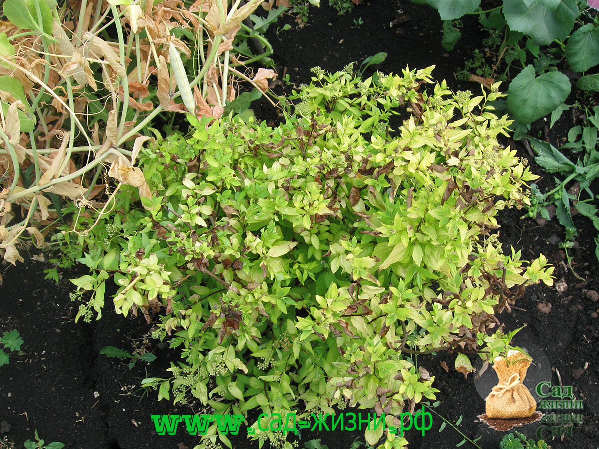 Листья сгорают на солнце