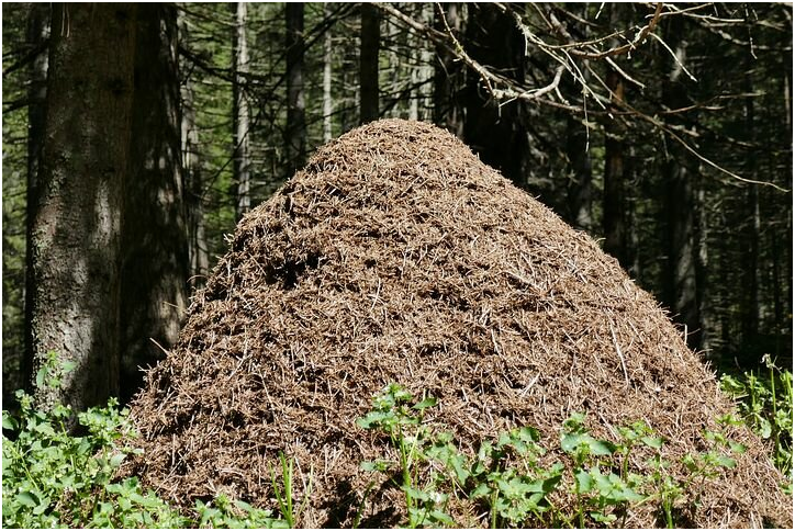 Фото с сайта https://pixabay.com/ru/