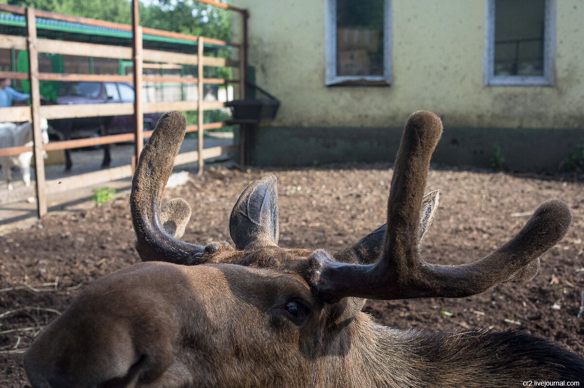 Лосиные рога. Российский Карантинный Центр диких животных "Велес". Ленинградская область 