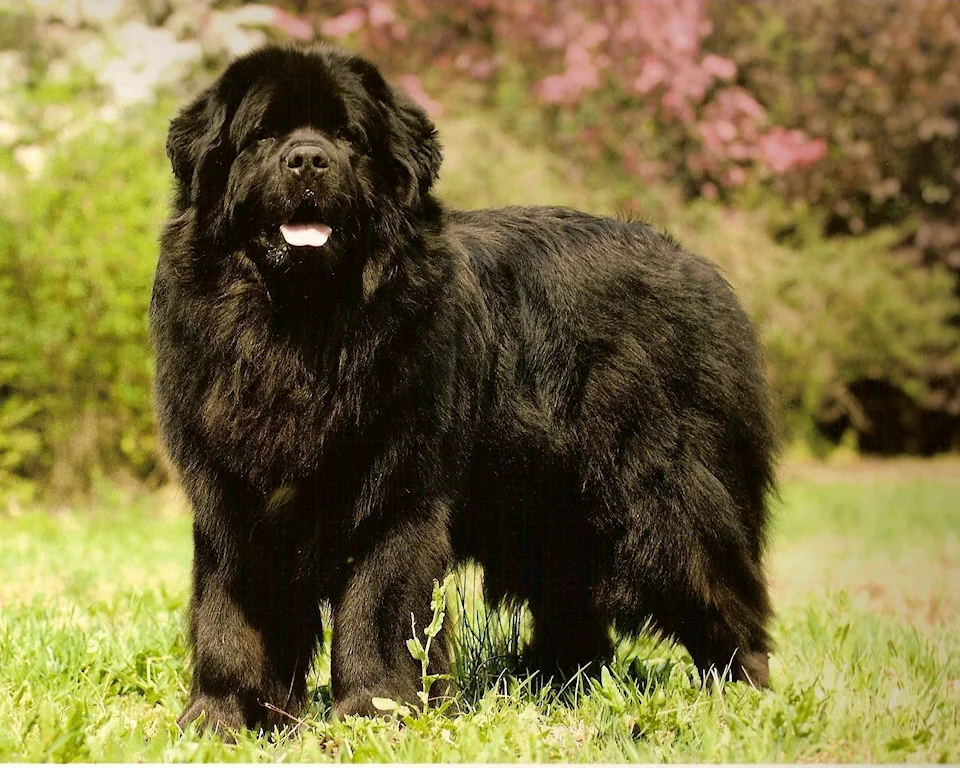 Ньюфаундленд