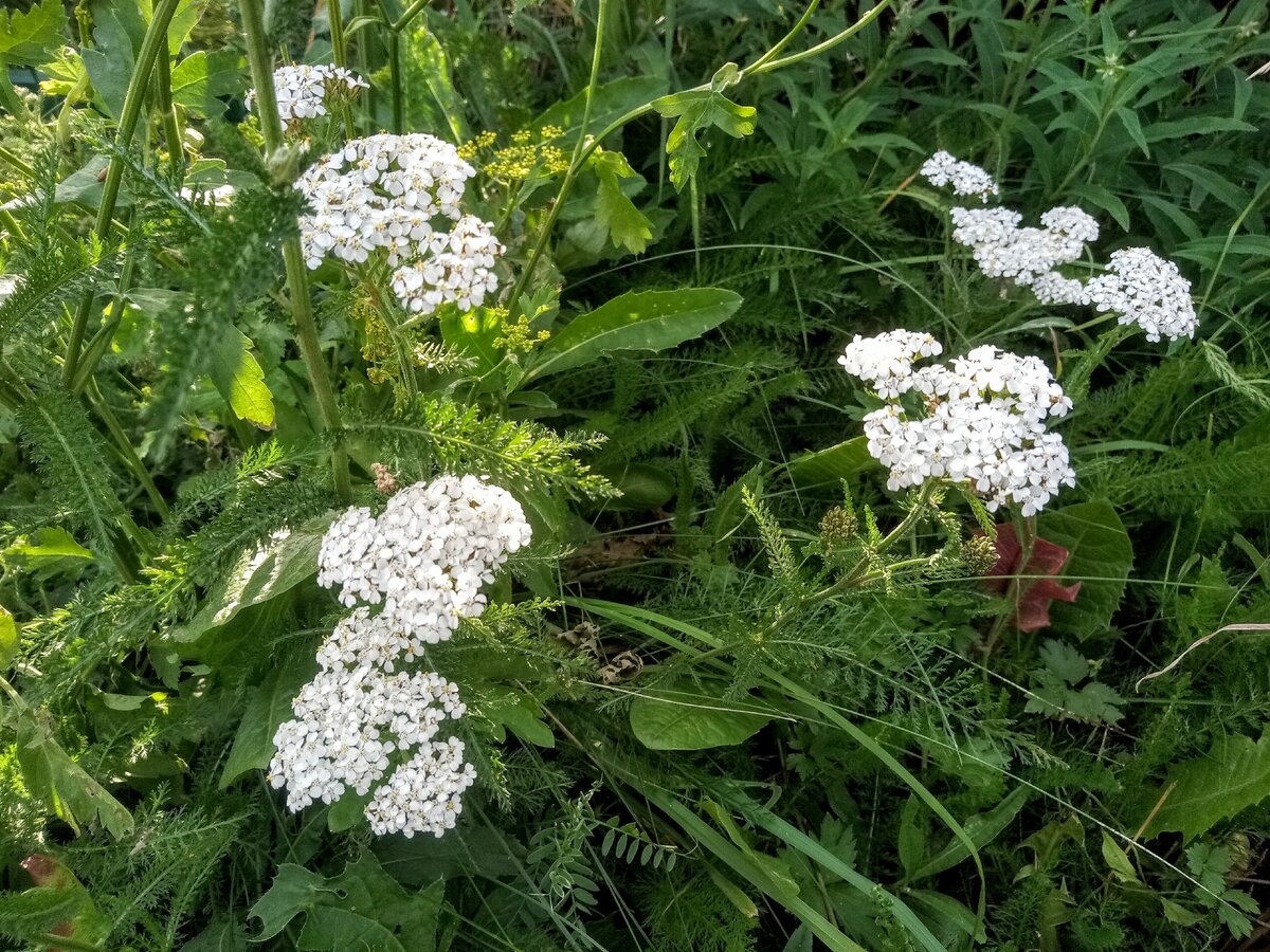 Тысячелистник Мэдисон