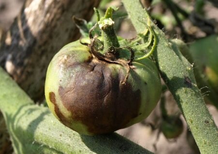 Перед обработкой перекисью все листья и плоды, пораженные фитофторой, необходимо удалить, а затем сжечь
