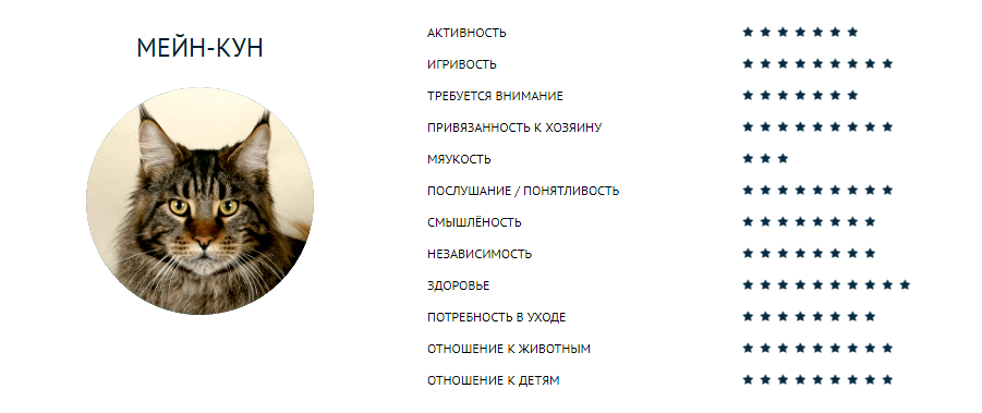 Клички для кота мейн куна мальчика. Имена для котят мейн кунов мальчиков. Имена для мейн кунов. Клички для мейн кунов. Клички для кошек мейн кун.