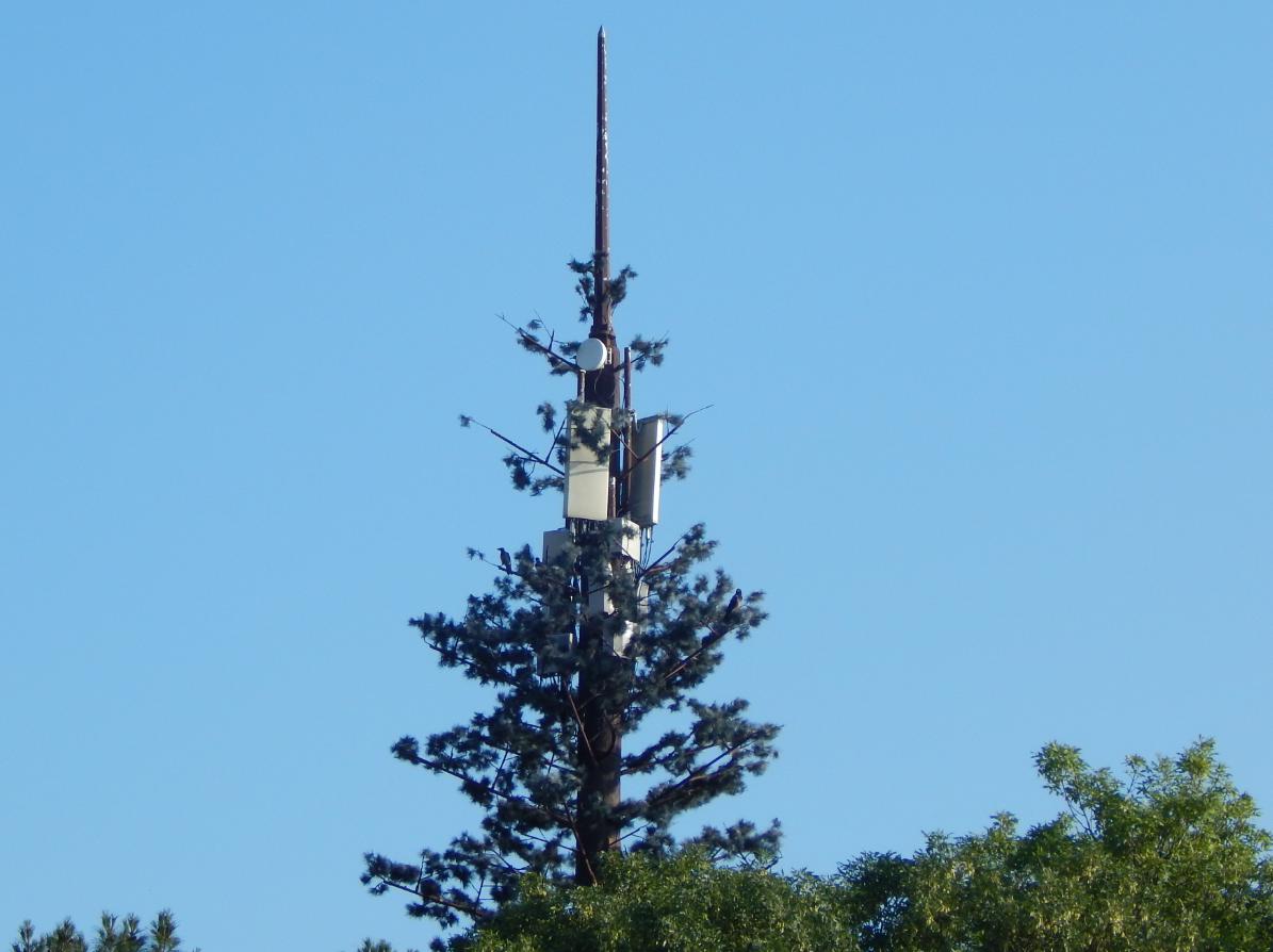 Вот такое необычное дерево я встретил, гуляя по набережной Анапы