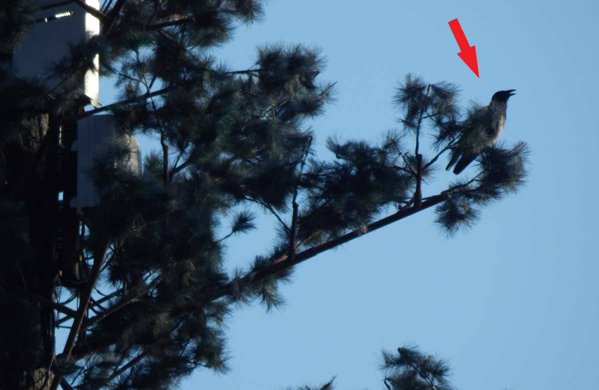 Эта задумчивая птица вовсе не изучает линию горизонта, а является элементом декора