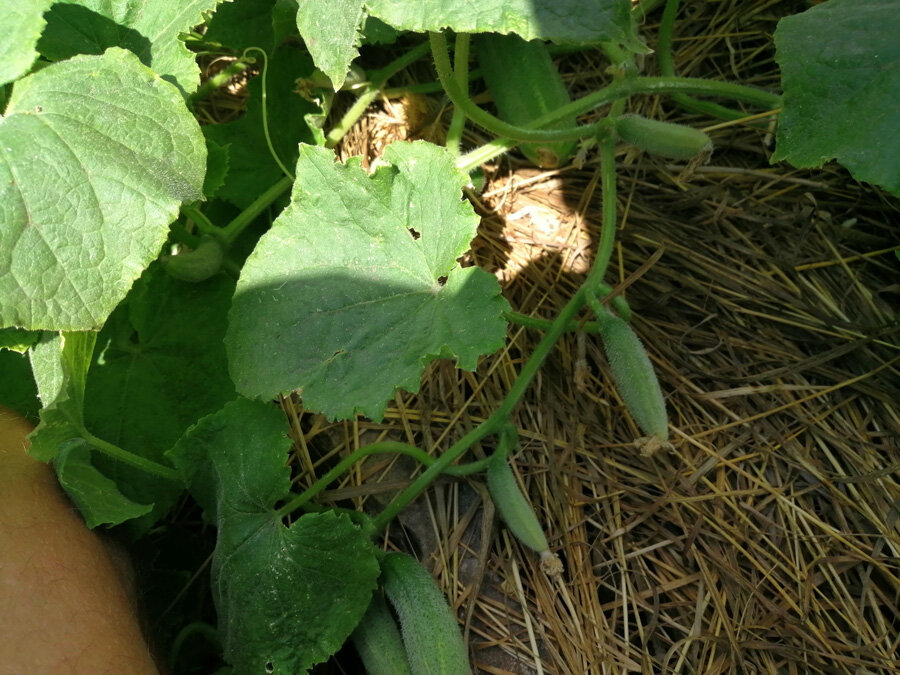 Посмотрите: пуплят ещё много, но они не растут. Китайская смесь поможет вернуть свежесть листьями пуплята вырастут