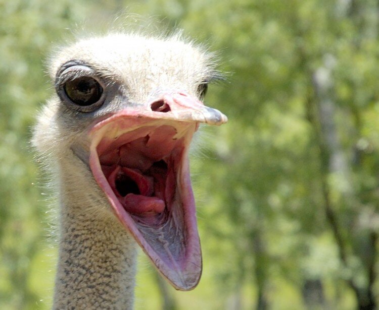 Сколько у тебя подписчиков?