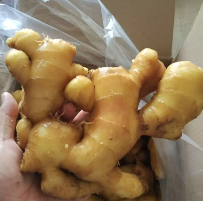 Имбирь всегда есть у меня дома