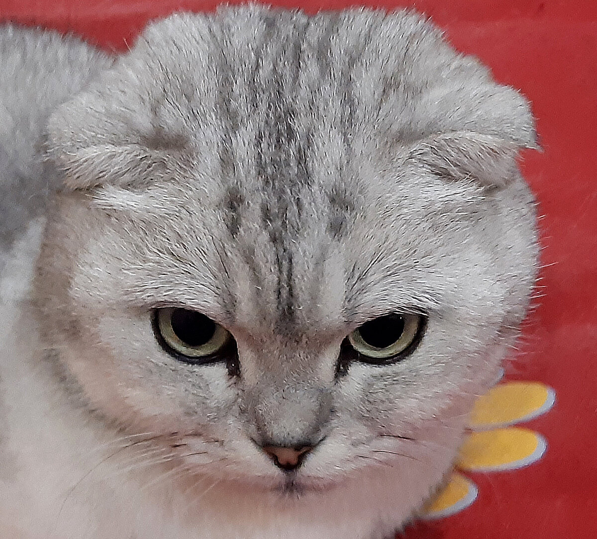 Кошка, как будто хотела спросить: "Граждане, а если мне захочется домой оччень, оччень..."
