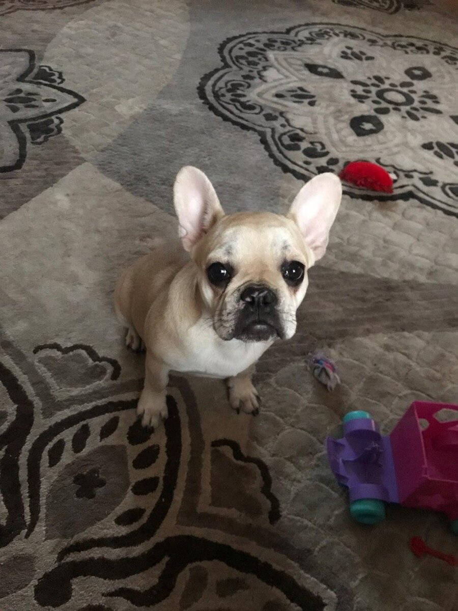 #французский бульдог 