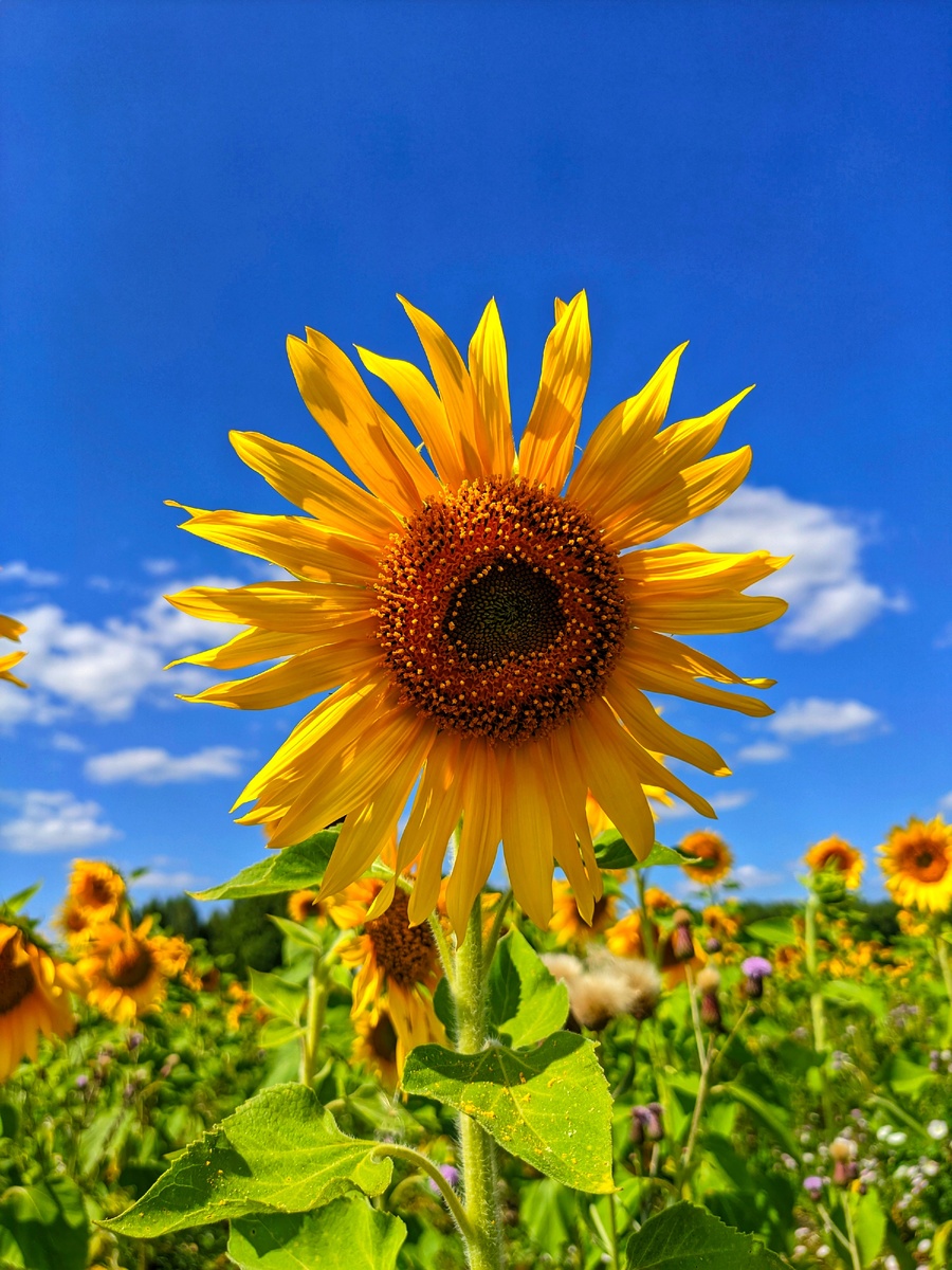 Красота в мелочах.