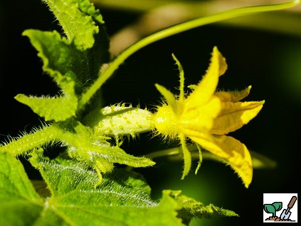 Что делать, если завязь желтеет ?