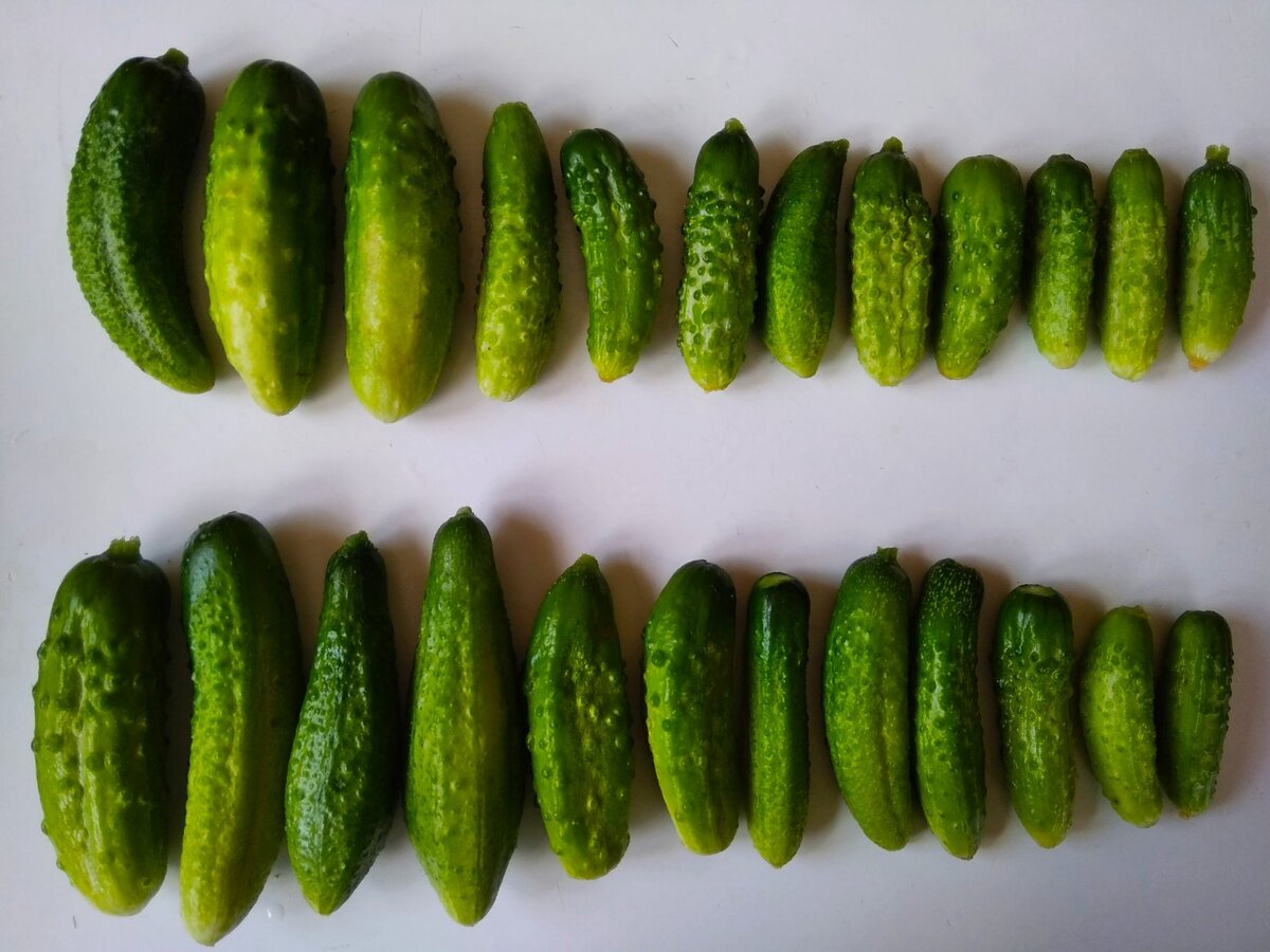 Важно не выбирать для засолки пустотелые огурцы