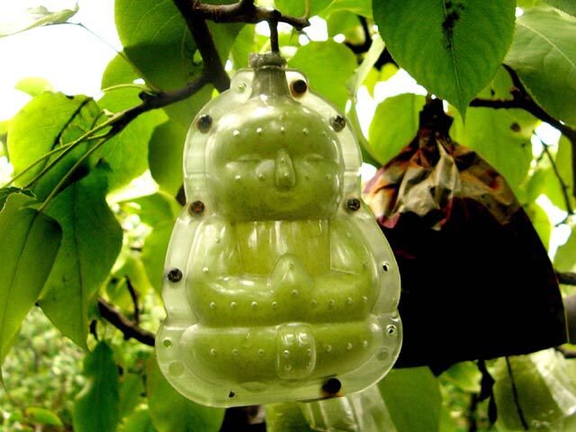 Выращивание груши в форме Будды