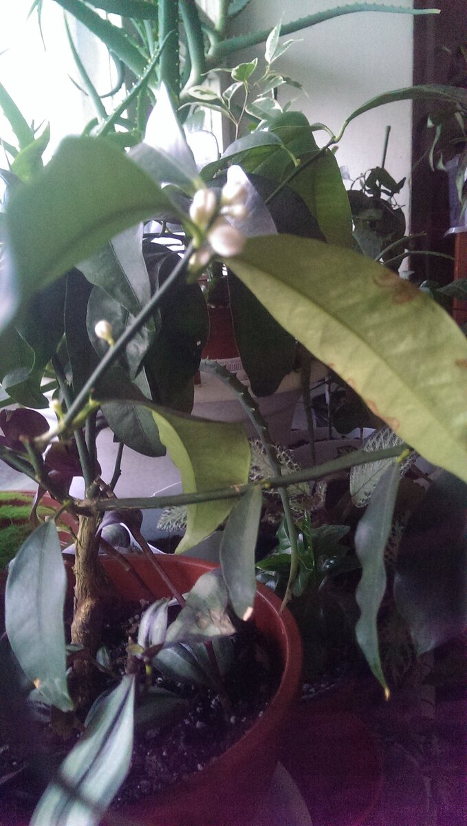 Кумкват с цветами...листья только почему-то желтит....