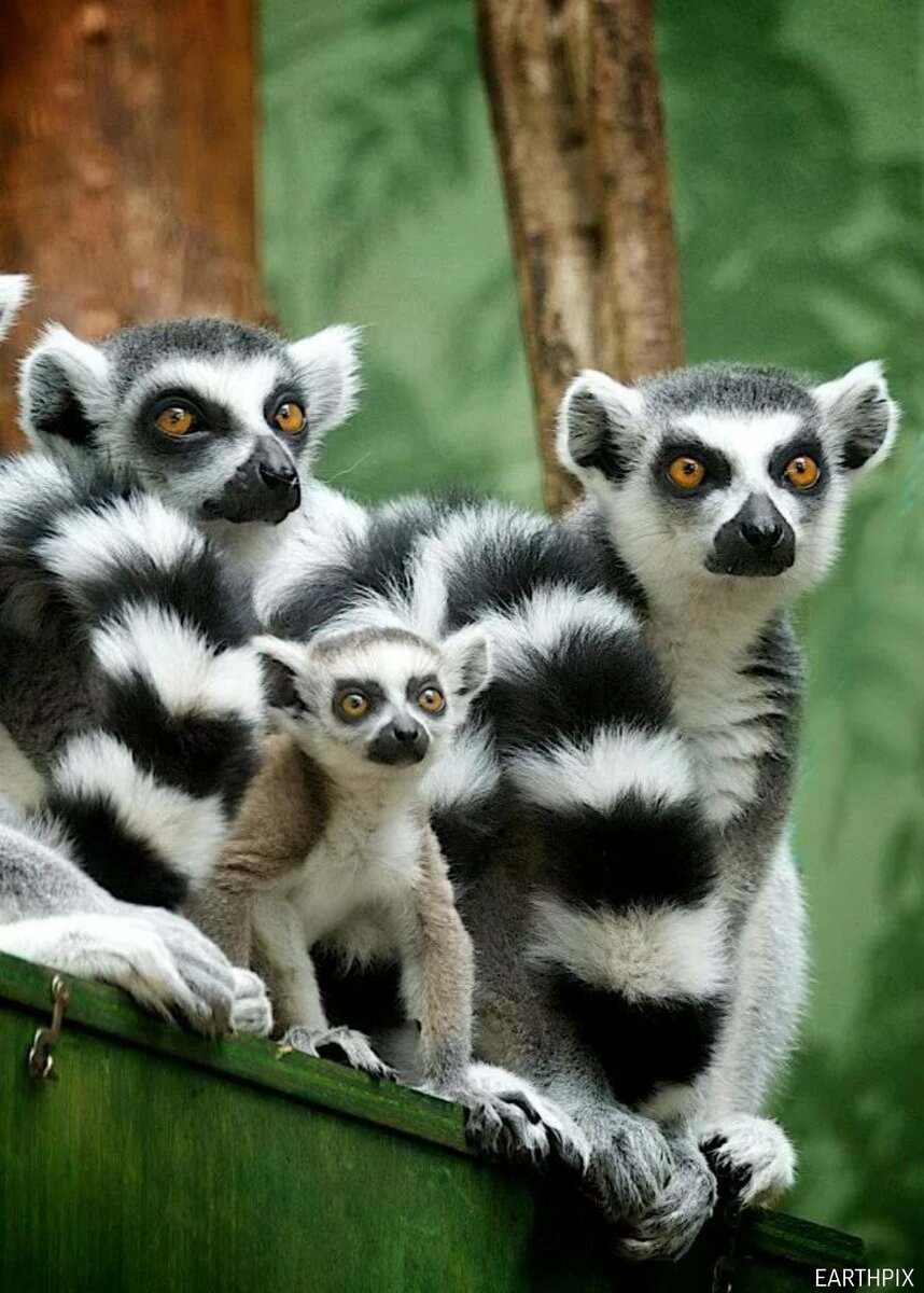 Кольцехвостый лемур джулиан. Полуобезьяны лемуры. Кошачий лемур. Лемуры относятся к отряду. Кольцехвостый лемур джулиан.