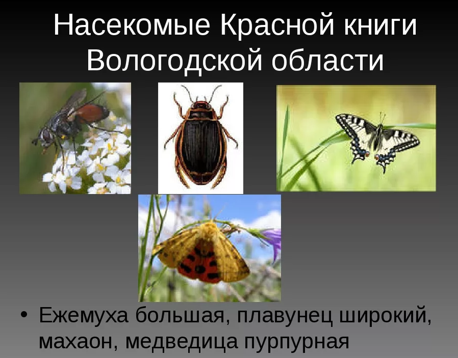 И что случилось с насекомыми Вологодской области этим летом?