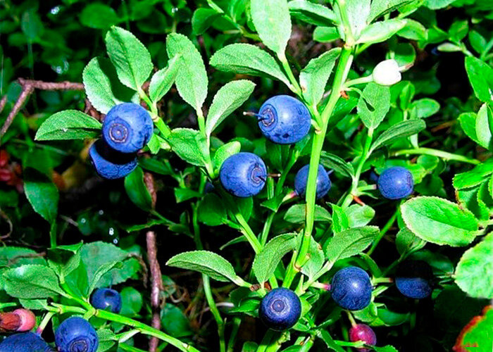 Фото из открытых источников.