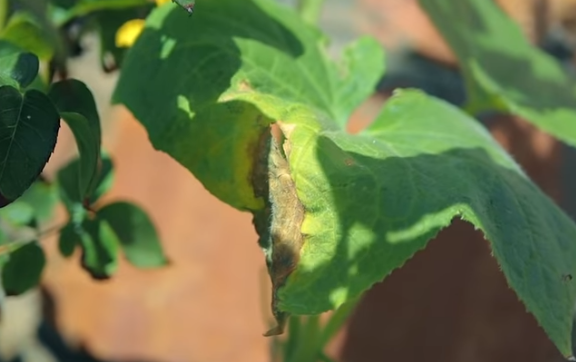 Первый признак болезни - коричневеющие листья