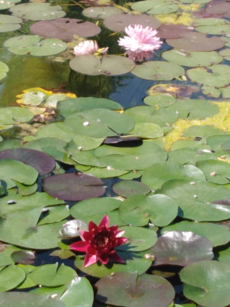 Красный лотос цветет в садовом пруду