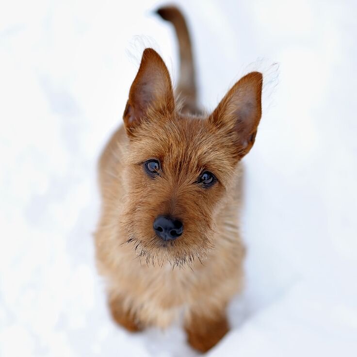 https://zveridoma.ru/wp-content/uploads/2018/08/e651270b18c522d604fd2cac0f2d84d9-dog-corner-australian-terrier.jpg