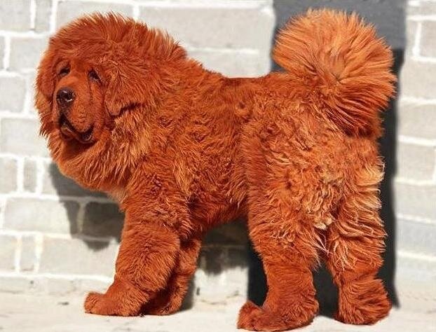 Тибетский мастиф!