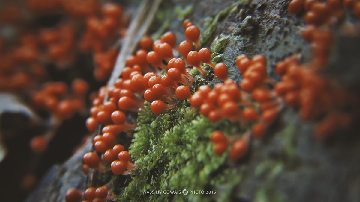 Вот с такой фигнёй этот дикий человек может возиться по часу и больше. Я не знаю, что это за грибы такие. На дереве они выглядят, как оранжевый налёт. 