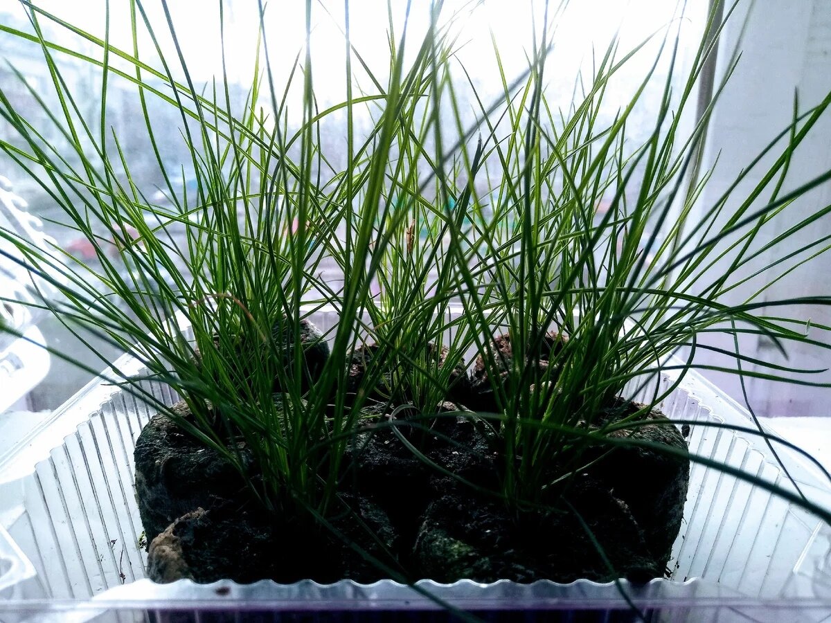 Овсяница в торфяных таблетках