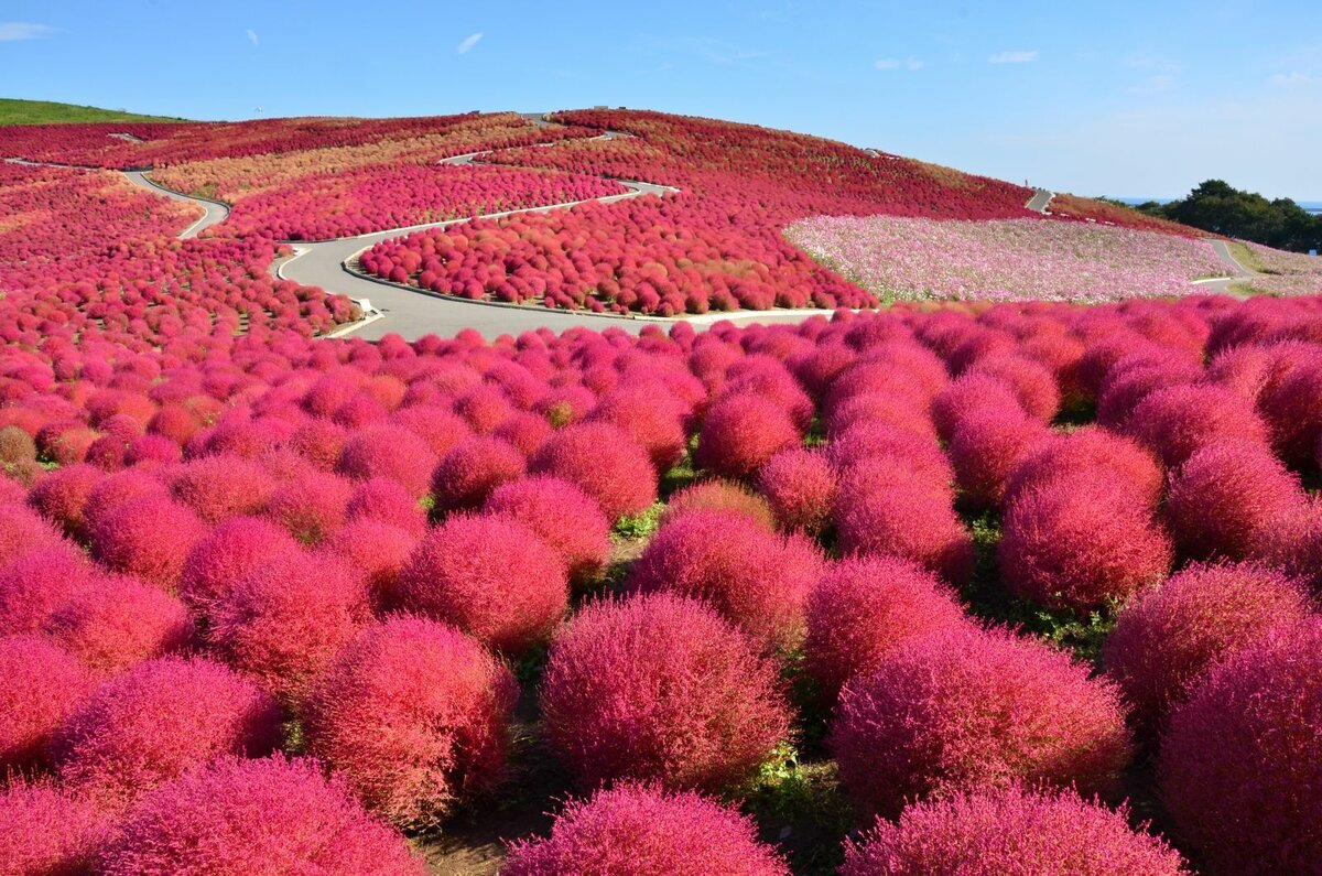 Национальный приморский парк Хитачи (Hitachi Seaside Park) находится в японском городе Хитатинака префектуры Ибараки. Это уникальное место на побережье Тихого океана меняет свой окрас с каждым новым сезоном, поэтому когда бы вы сюда ни приехали, сможете любоваться буйством красок. Парк Хитачи раскинулся на территории 350 га (для посетителей открыто 200 га), его основали в 1991 году на месте бывшей военной базы США. Сегодня это место является истинным цветочным королевством, ведь здесь произрастают всевозможные растения: нарциссы, тюльпаны, маки, лилии, сакура.В мае японский парк Хитачи похож на огромное небесно-голубое покрывало, так как в это время на холмах расцветают немофилы — американские незабудки. Данное событие отмечается проведением фестиваля “Гармония немофил”, в этот период в парк Хитачи-Сисайд приезжают тысячи туристов, чтобы собственными глазами увидеть это удивительное зрелище.В начале июня начинают цвести маки — поля становятся ярко-красными, а уже к июлю здесь появляются зеленые пушистые шары кохии. Несмотря на свою показательную “мягкость”, на ощупь это растение довольно колючее.К сентябрю зеленая кохия меняет свой цвет на оранжевый и багрово-красный, создавая потрясающий контраст с ярким голубым небом. С середины осени начинается время цветения космеи. Вместе с кохией такой тандем создает ярчайшую палитру — эти сказочные пейзажи должен увидеть в своей жизни каждый.