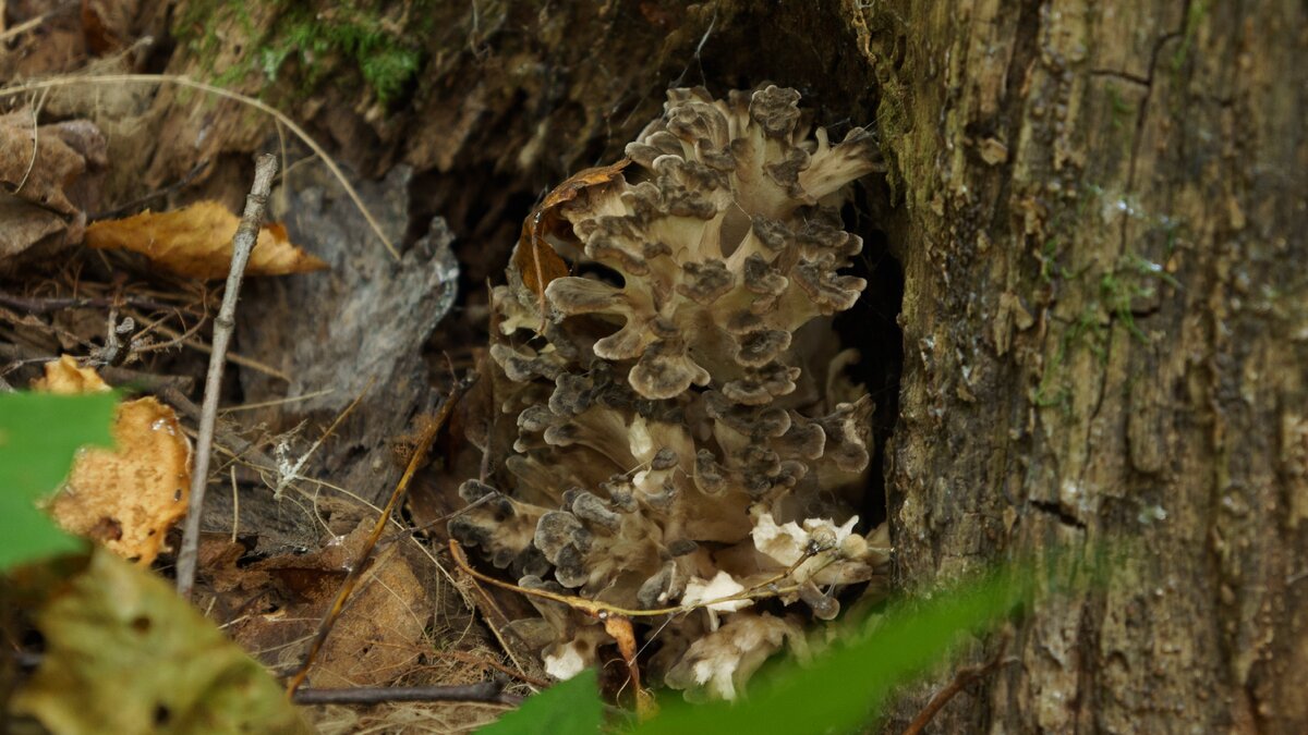 Вырезка из интернета...