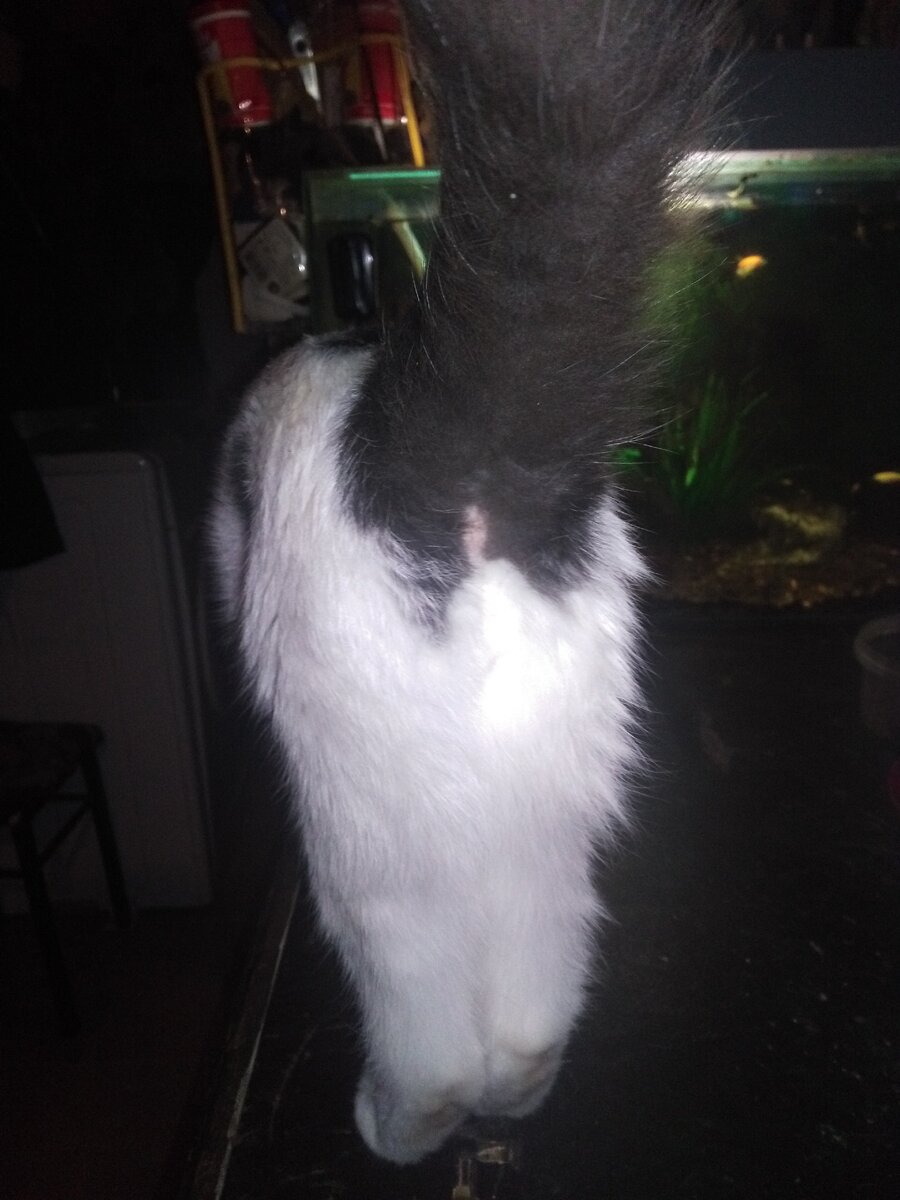 Кошачий хвост сам себя не почешет, ему тоже нужно понимание и щеточка