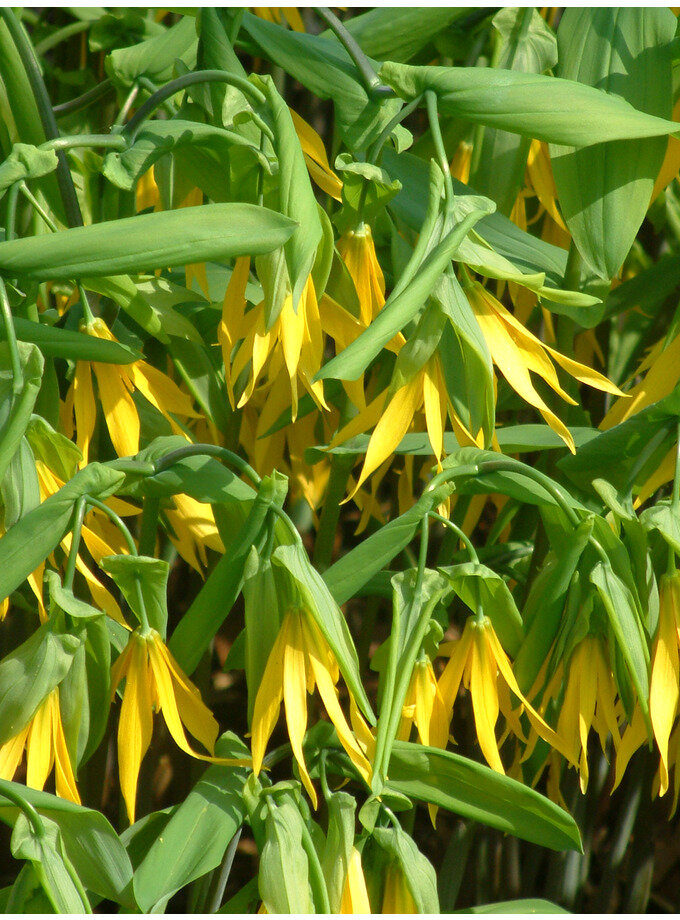 Фото с сайта https://www.bethchatto.co.uk/plants-for-shade-conditions/uvularia-grandiflora.htm 
