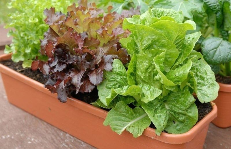 Как мини-огород поможет восполнить витамины зимой?