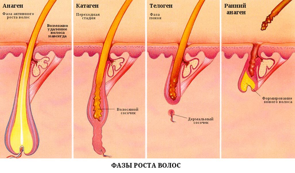 Фазы роста волос картинка