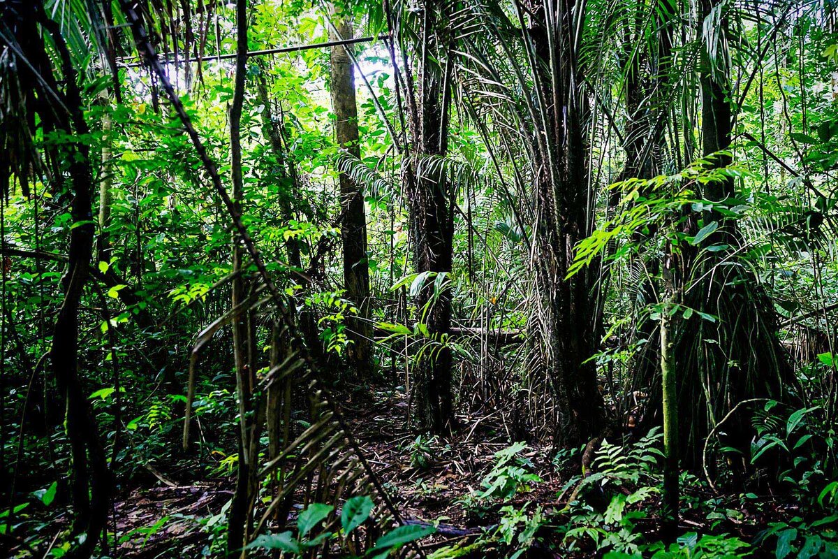 Jungle stephens. Бразилия тропические леса Сельва. Джунгли Сельва Мексика. Тропические леса амазонки в Бразилии. Джунгли Амазонии в Южной Америке.