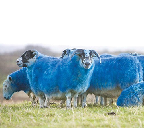 Странности в мире животных. Источник: Яндекс картинки