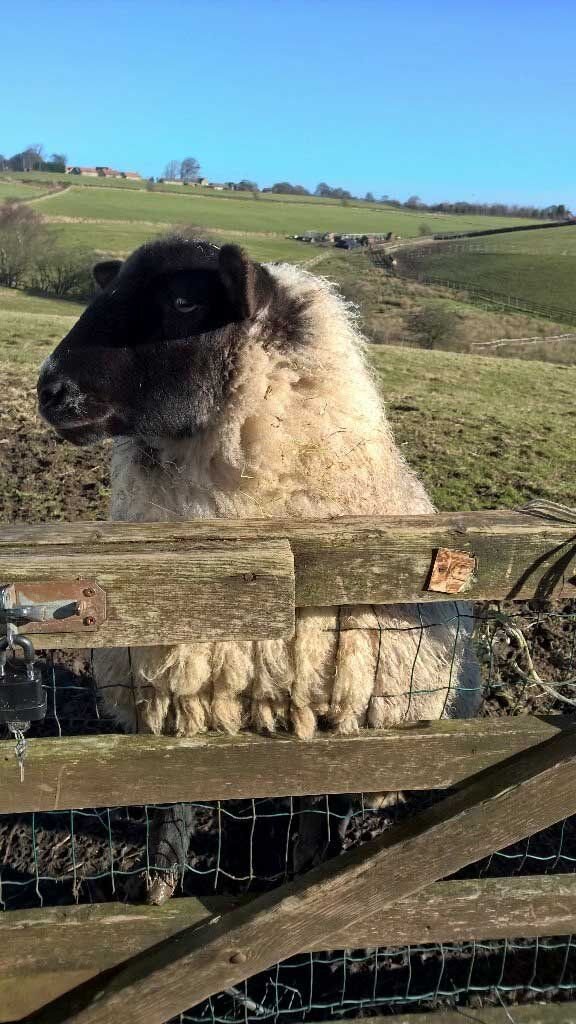 Фото из интернета