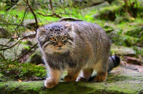 Кот манул - дитя вольных просторов. Фото: Яндекс картинки